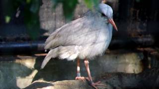水を飲んでブワッとなるカグー　Kagu that drinks water