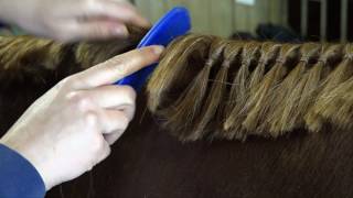 How to band a horse's mane