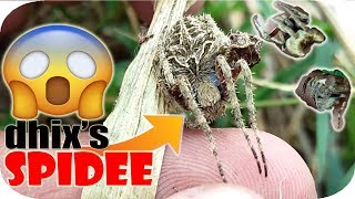 THE BEST TIME TO HUNT FOR ORB WEAVER SPIDER, PAG MAKULIMLIM