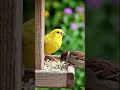 #shorts #shortsfeed #trending #viral #reels #foryou #status #ytshorts #youtubeshorts #news #new
