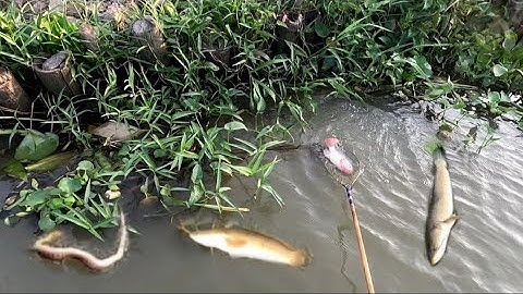 Đi trúng cá nữa rồi,, kích cá miền Tây,, kênh Htgc tập 223