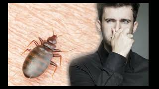 Bed Bugs -How to get rid of it.What you have been known totally false about Bed bugs.