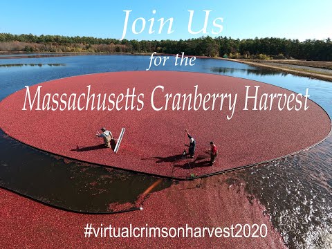 Video: Tham quan Cranberry Bogs ở Massachusetts