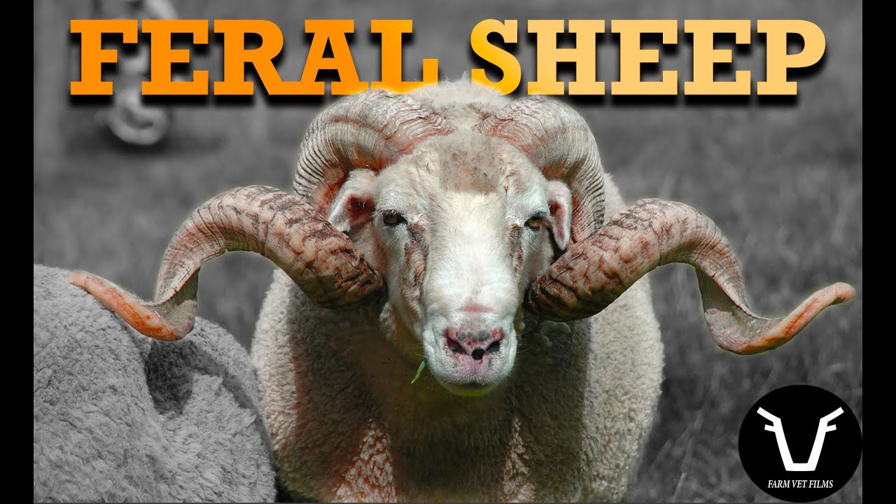 特撮 Sheep 特撮 Sheep A Very Sheepy Xmas (ZX Spectrum) by Quantum Sheep