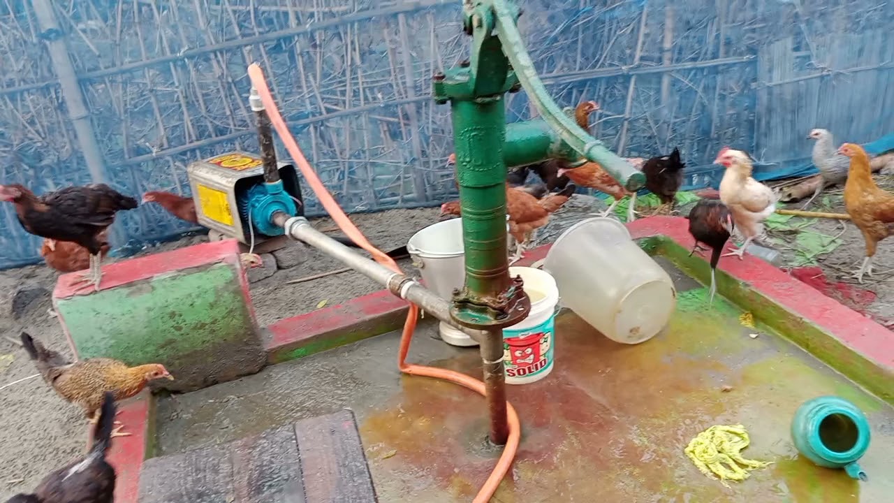 desi murgi Palan अररिया बिहार