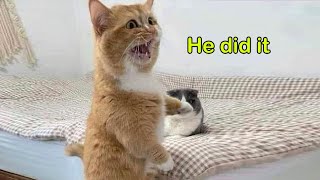 These Cats Speak English Better Than Hooman by I'm kitting! 3,285,403 views 11 months ago 8 minutes, 37 seconds