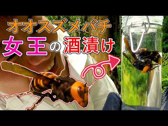 オオスズメバチ】女王蜂を捕まえて酒漬けにするぞ - YouTube