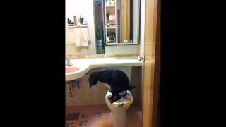 변기통에 대소변을 가리는 강아지[Dog feces into the toilet and covering]