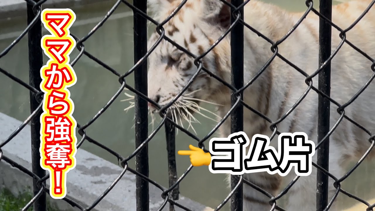 ママから玩具を奪って、ご機嫌なハクくん🐯　5月28日 東武動物公園　ホワイトタイガー赤ちゃん
