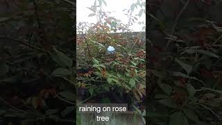 What Is Rain To Trees?