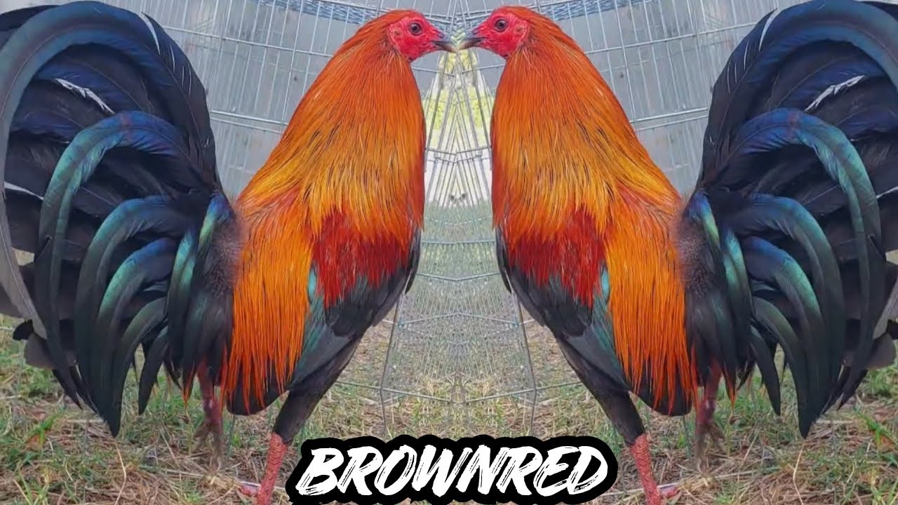 BROWNRED -  Feeding Time Shape Chicken Coop Indoor Outdoor Breeding Pens Jose Gamez