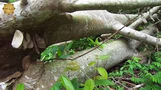 Download Lagu Meuseuraya oleh Pelisa MP3