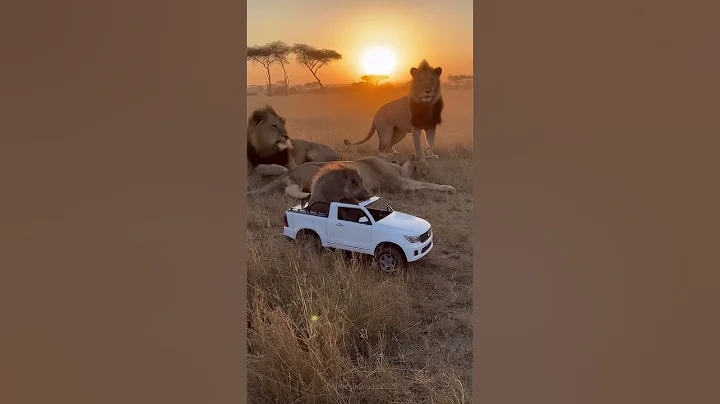 The Day a Wild Boar Drove a Car and Scared the Lions 😭🔥 #wildlifeentertainment #entertaininganimals