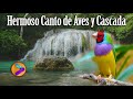 Hermoso Canto de Pájaros-Celestial Sonido de Agua-Muy Relajante-Antidepresivo, Dormir Tranquilo.🐦🦜💦