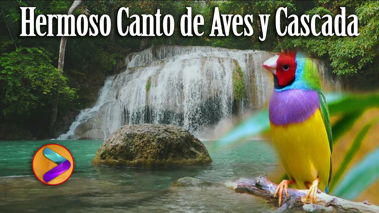 Hermoso Canto de Pájaros-Celestial Sonido de Agua-Muy Relajante-Antidepresivo, Dormir Tranquilo.🐦🦜💦 Hermoso Canto de Pájaros-Celestial Sonido de Agua-Muy Relajante-Antidepresivo, Dormir Tranquilo.🐦🦜💦