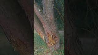 БОБРЫ ОЗВЕРЕЛИ, ОТ ГОЛОДА СОСНУ ЖРУТ. ЗАЧЕМ?