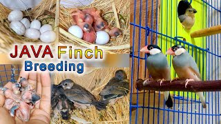 Java Finch Breeding | Eggs lying to hatching full breed