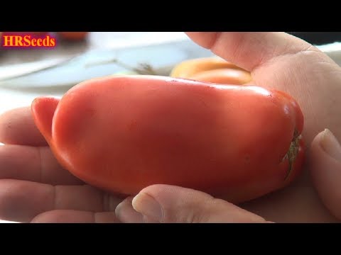 Video: Tomato Sensei: egenskaper, variasjonsbeskrivelse, anmeldelser