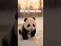 Giải cứu bé gấu trúc đáng thương #cứuhộchómèo #cute #pets