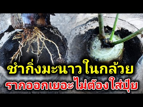 วีดีโอ: ต้นกล้วยไม้แตงโมใหม่ – ข้อมูลเกี่ยวกับการปลูกแตงโมกล้วยไม้ใหม่