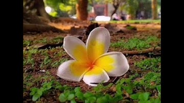 سورة الأنعام الصفحة 142 مكررة بصوت الشيخ أيمن سويد