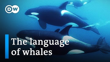 Do whales and humans speak the same language? | DW Documentary