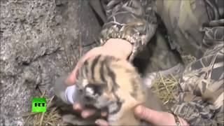 3 Amur tiger cubs born in Crimean ZOO