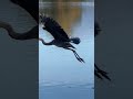 Great Blue Heron hanging out at the park