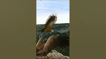 Самая высоко летающая птица