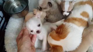 41/2 week old Frankie x Freesia Chihuahua puppies