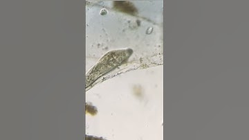 Жители всего одной Капли! #биология #микроскоп #микромир #испытателиприроды