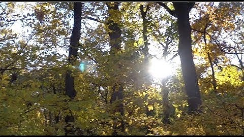 Fall Colors at Forest Park, Queens