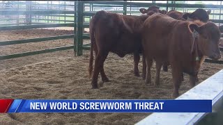 Agriculture secretary warns of screwworm threat in Texas