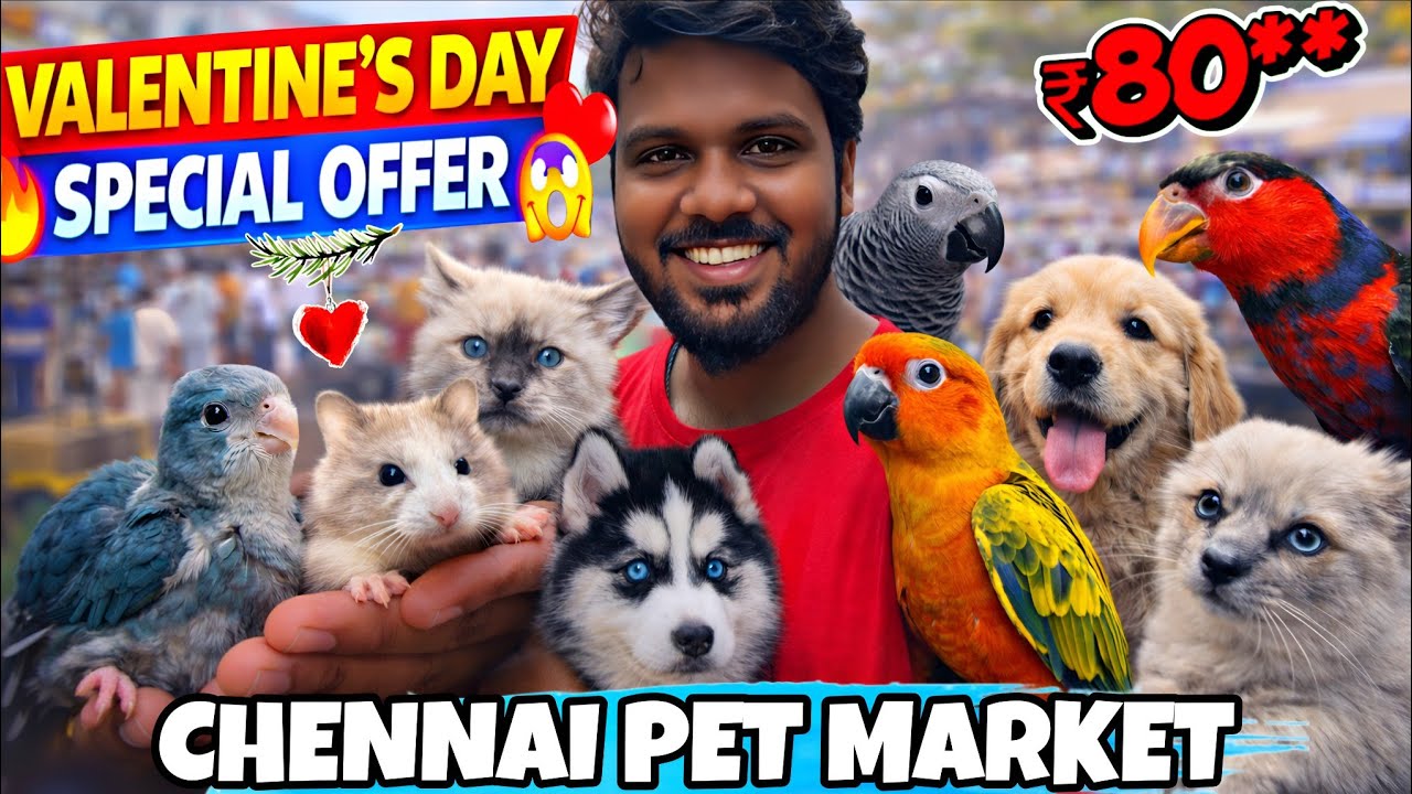 Зоорынок на Бродвее в Ченнаи 🐶 | 💘Специальные предложения ко Дню святого Валентина 🔥 | Щенки, хом...