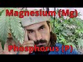 Magnesium mg  phosphorus p def  tox 2