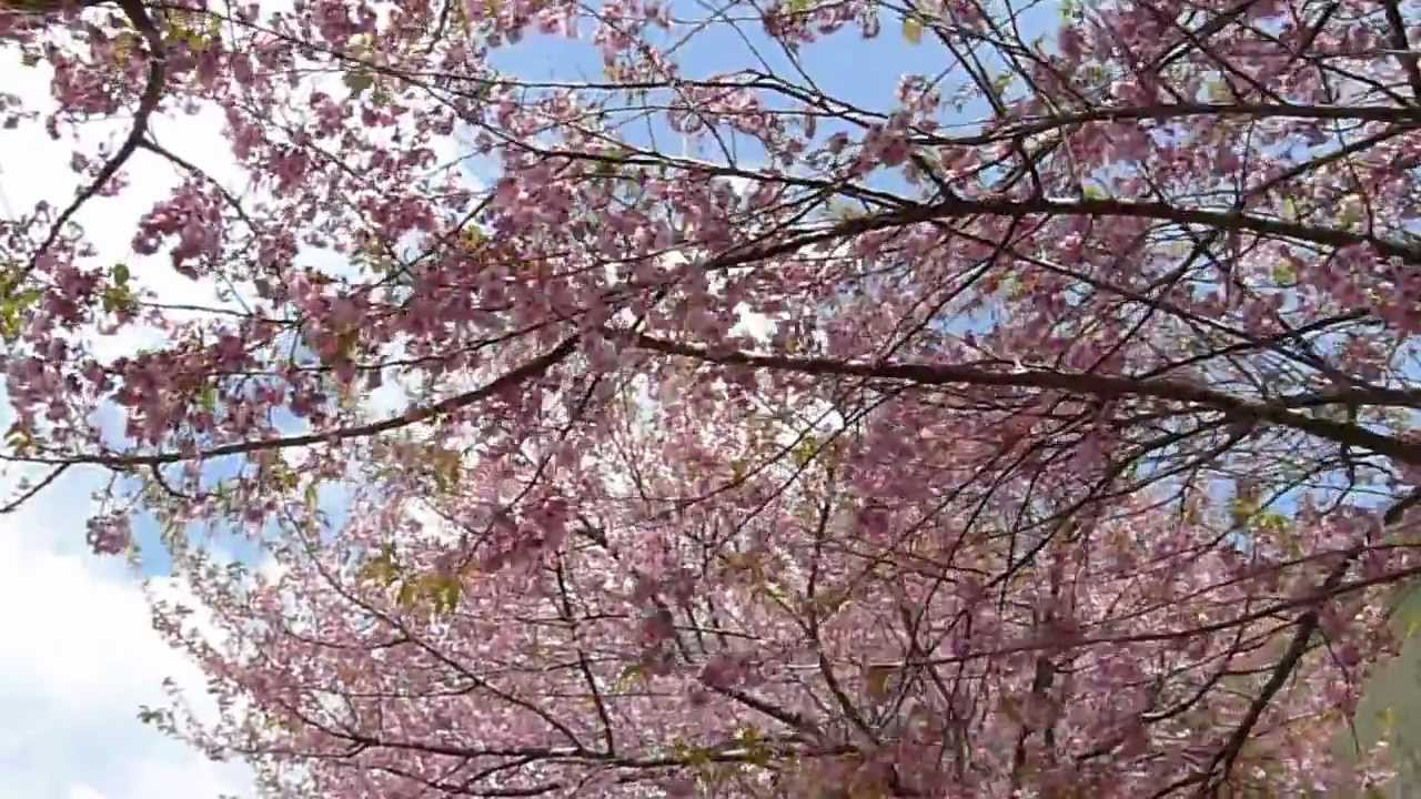 Taiwan Wuling Farm Sakura 2013 #1 