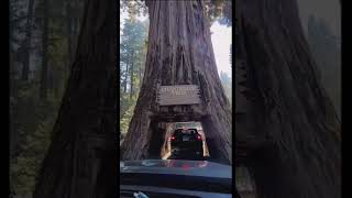 Dünyanin En Büyük Yaşli Ağaci. Chandelier Tree California