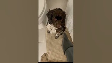 Wildly Funny Animals Compilation: Catnip Shenanigans and Hilarious Pet Reactions!