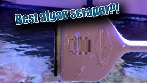 Seachem Algae Scraper vs Flipper scraper review | The best algae scraper?