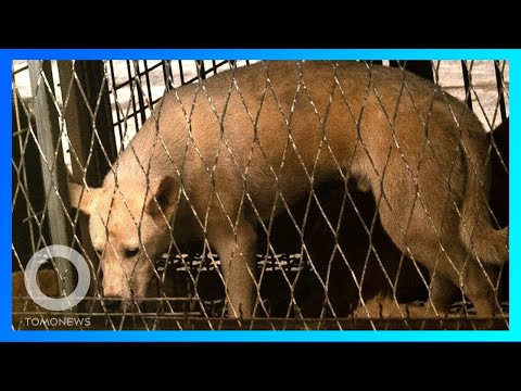 Video: Taiwan Menjadi Negara Asia Pertama yang Melarang Penjualan & Konsumsi Daging Anjing & Kucing