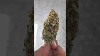 Critical Beautiful bud