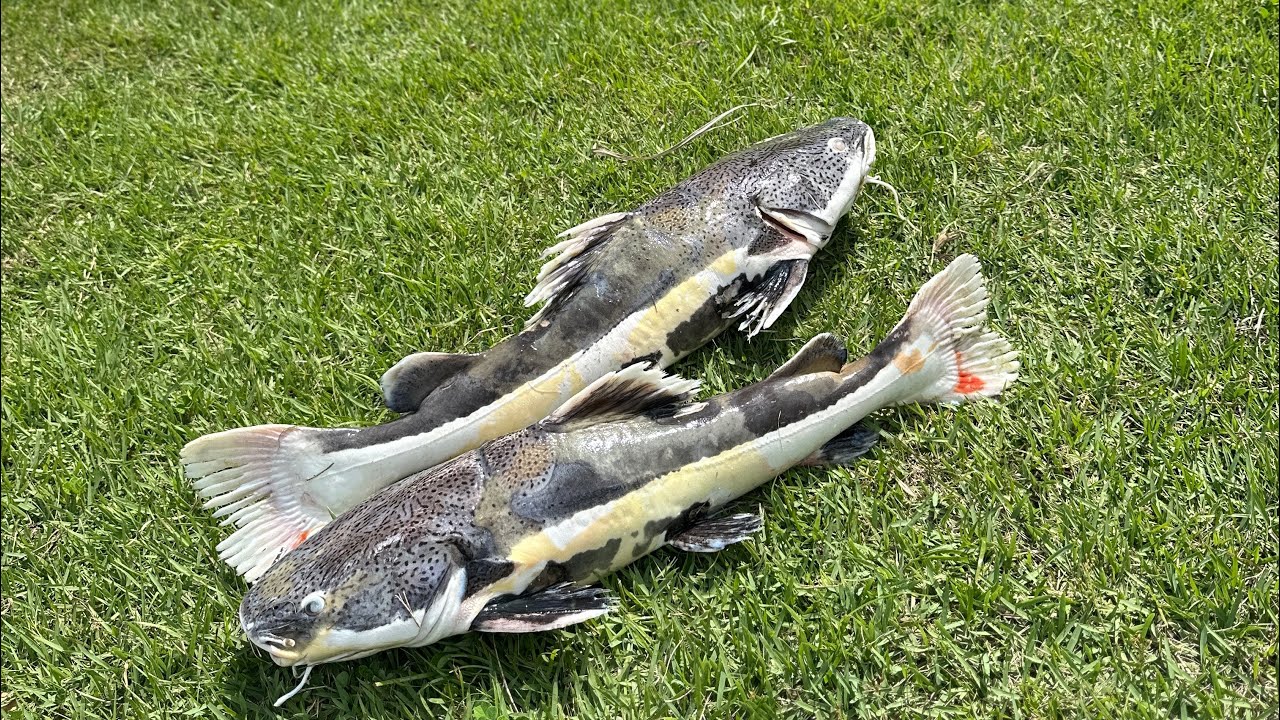 Infelizmente o pior aconteceu … meus peixes estão morrendo 😢