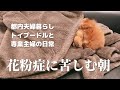 【 Vlog】病み上がりのトイプードルの朝