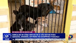 Feira de adoção no Shopping Itaguaçu: pets resgatados das enchentes buscam novos lares