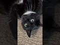 In his own world #cat #catvideos #cute #tuxedocat #adoptdontshop #catshorts #funnycats
