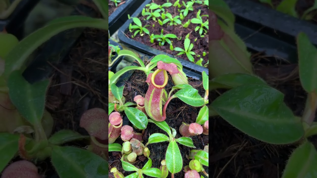 N. veitchii Pa'Umor x edwardsiana – selected clone – FC-182: BE