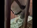 ゴールドシップ お口ぷにぷに