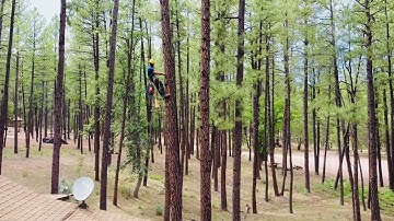 Starlink Tree Installation by ClearView Satellite Solutions
