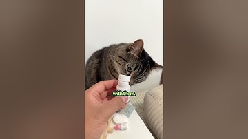 Do These $2 Catnip Bubbles Really Work? | The Pack