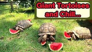 Giant Tortoises Chilling In The Summer Heat